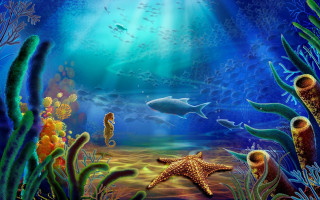 Starfish marine life blue ocean 2 - a blue ocean free wallpaper