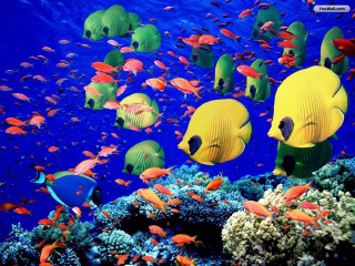 Fish group ocean coral reef - a large group of fish swimming in the ocean together free wallpaper