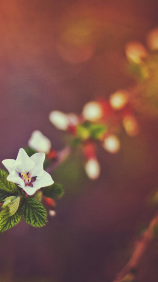 White flower green leaves sunlight - a blurry background free wallpaper
