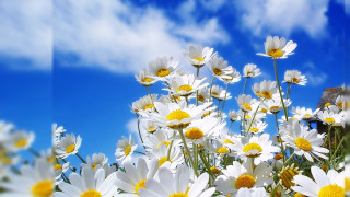 Field daisies blue sky clouds - a field of daisies free wallpaper