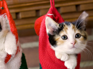 Kitten sweater bag kitten bag - ernest william christmas free wallpaper