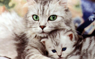 Cat green eyes kitten blue - green eye free wallpaper