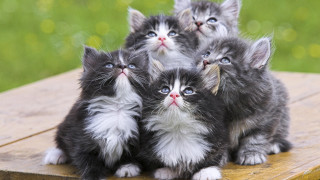 Kittens wooden table looking up - a blurry background free wallpaper