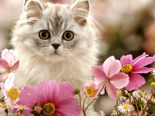 Cat surprised field flowers eyes - a field of flowers free wallpaper