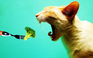Cat eating broccoli fork mouth - its mouth free wallpaper
