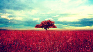 Lone tree tall grass cloudy - a lone tree in a field free wallpaper