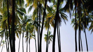 Palm trees blue sky clouds - palm tree free wallpaper