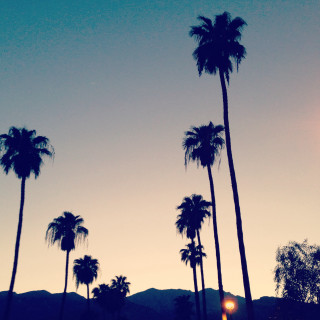 Palm trees mountain sunset bright - dawn free wallpaper