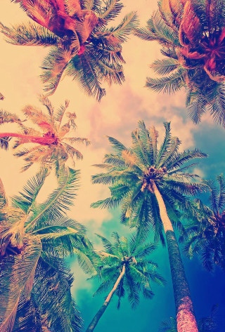 Palm trees sky retro filter - a group of palm trees free wallpaper