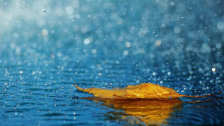 Leaf floating water rain blue 2 - a leaf free wallpaper