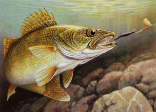 Fish fishing rod mouth rock - a fishing rod free wallpaper