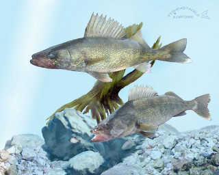 Two fish rocky waterway rocks - carpoforo tencalla free wallpaper