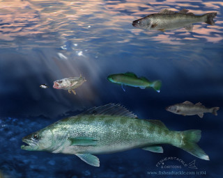 Fish group swimming ocean sunshine - a fish free wallpaper