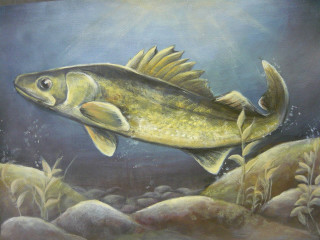 Fish water rocks plants blue - the water free wallpaper