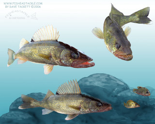 Three fish swimming water rocks - digital painting free wallpaper
