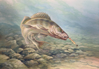 Fish hook fish mouth painting - the water free wallpaper