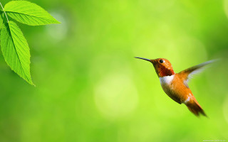 Hummingbird flying green background leaf - green background free wallpaper