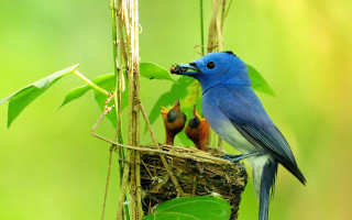 Blue bird feeding young nest - young free wallpaper