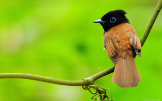 Small bird blue eye branch - ding yunpeng free wallpaper