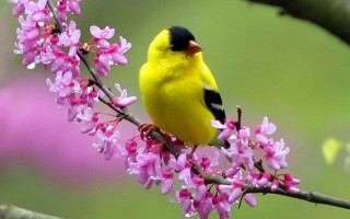Yellow bird branch pink flowers - a branch of a tree free wallpaper