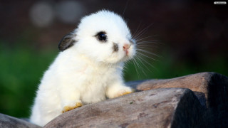 Small white rabbit rock green 3 - free animals wallpaper