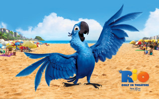 Blue bird black beak beach - a blue bird free wallpaper