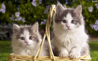 Kittens basket grass sun outside - outside free wallpaper