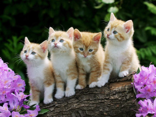 Kittens log garden purple flowers 4 - green free wallpaper