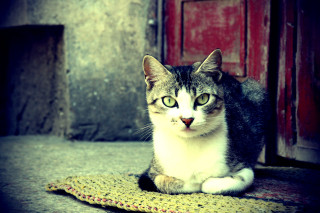 Cat sitting rug red door - cat free wallpaper