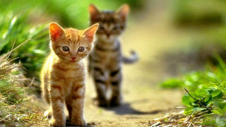 Kittens walking dirt path grass - an album cover free wallpaper