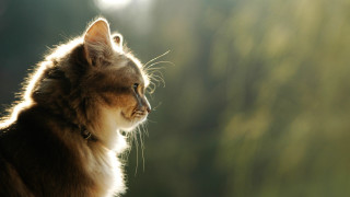 Cat looking out window sun - the sun free wallpaper