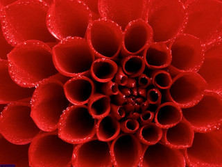 Red flower water droplets macro 2 - a black center free wallpaper