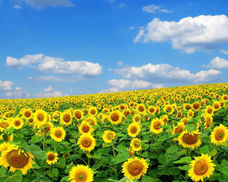 Sunflowers field blue sky clouds - under free wallpaper for desktop