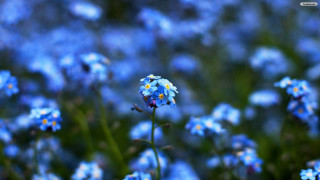 Blue flower yellow white background - the background and a blurry background free wallpaper