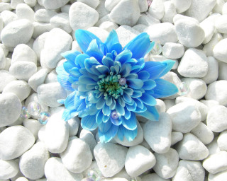 Blue flower white rocks bubbles - an gyeon free wallpaper for desktop
