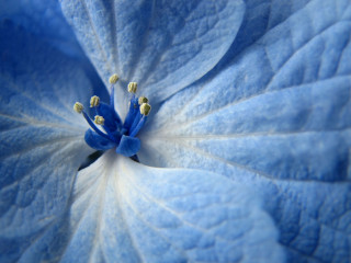 Blue flower white stamens yellow - florianne becker free wallpaper