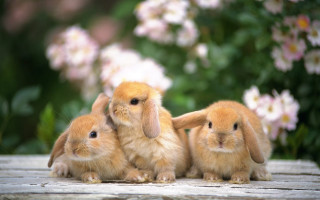 Rabbits wooden table flowers background - beatrix potter free wallpaper