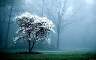 Tree park fog bench foreground 6 - a tree in a park free wallpaper