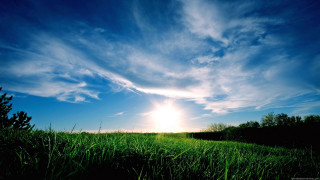 Sunny field trees horizon nature - a bright sun in the sky above free wallpaper