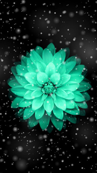 Green flower water droplets black - snow flake free wallpaper