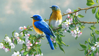 Blue yellow bird branch white - a blue bird free wallpaper