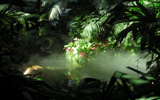 Water green forest fog redflowers - lush free wallpaper