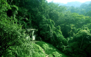 Lush green forest waterfall trees - lush free wallpaper