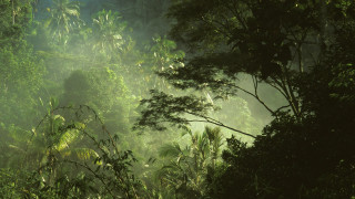 Forest jungle fireflies night stars - jungle free wallpaper