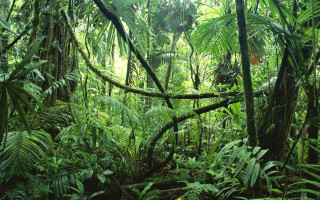 Lush green forest sunny day 2 - a lush green forest free wallpaper