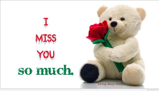 Teddy bear rose i miss - a rose free wallpaper