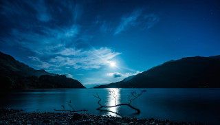 Tree branch water night full - moonlight free wallpaper