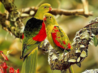 Two birds sitting on branch - their wing free wallpaper