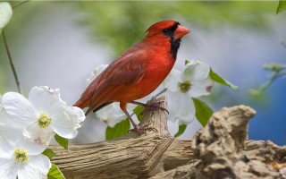 Red bird perched branch white 2 - white flower free wallpaper