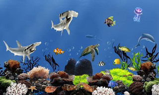 Fish aquarium corals marine life - other marine life free wallpaper
